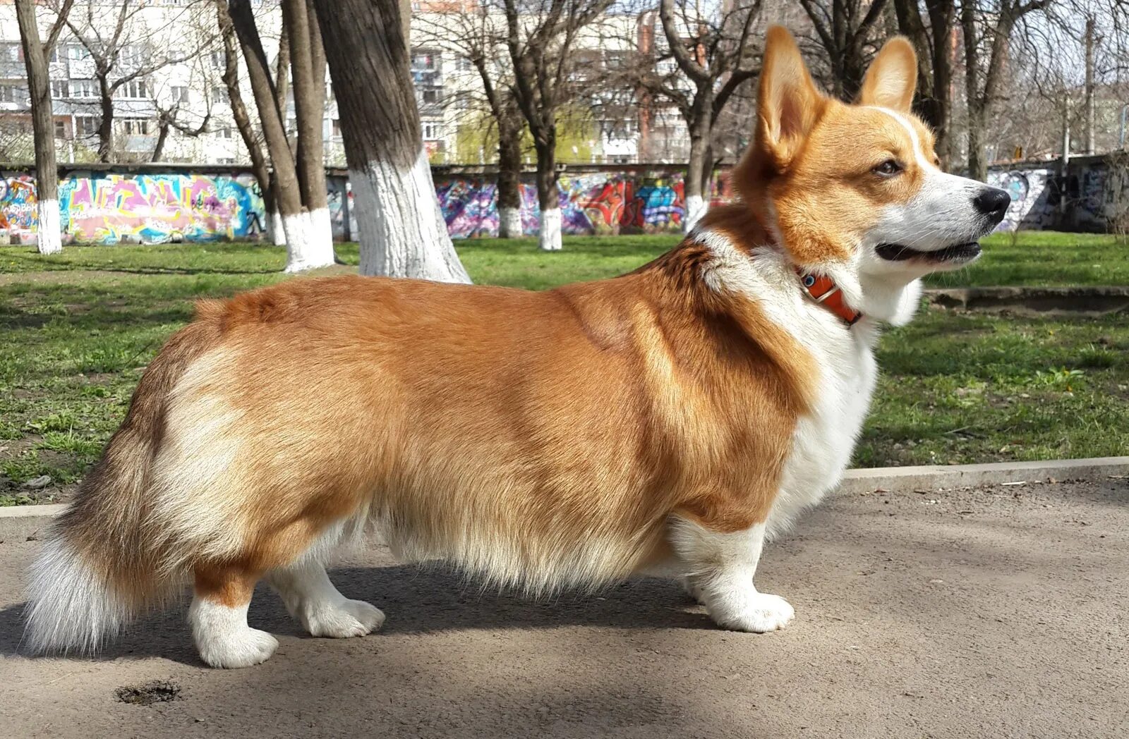 кориж корги щенок. собака вельш корги пемброк. щеночки вельш корги пемброк. щенок корги. щенки корги в краснодаре.