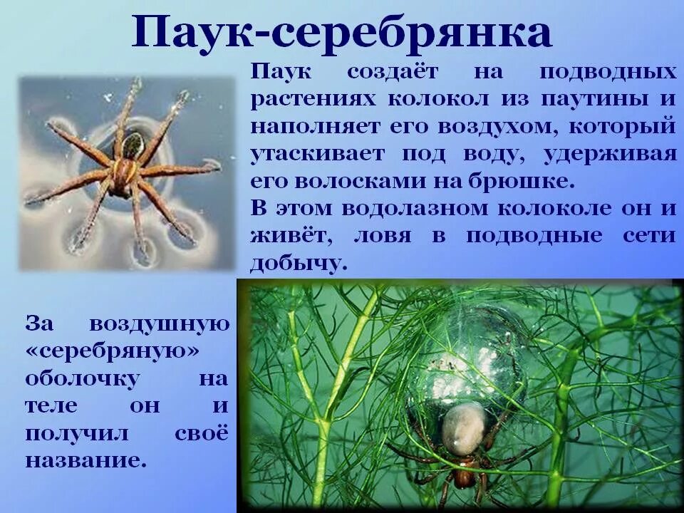 Среда жизни пауков. Паук Серебрянка где обитает в России. Паук-Серебрянка / Argyroneta Aquatica. Паук Серебрянка кокон. Водолазный колокол и паук Серебрянка.