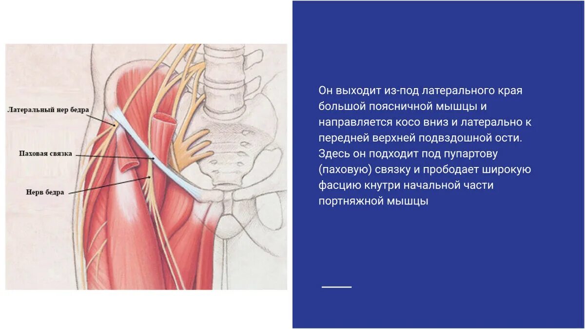 Бедренный нерв симптомы лечение. Латеральный нерв бедра. наружный кожный нерв бедра. боковой кожный нерв бедра. невропатия наружного кожного нерва бедра.