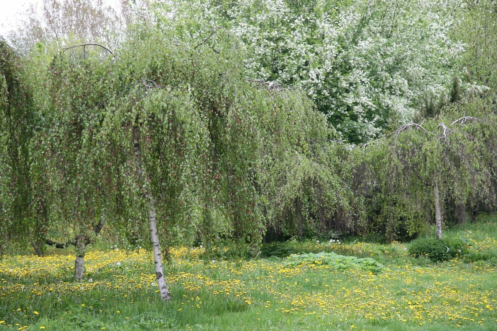 Берёза повислая (Bétula péndula). Береза повислая (бородавчатая). Береза повислая Юнги Betula pendula Youngii. Береза повислая Юнги.