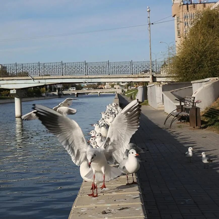 Чайки живущие в городе. Городская набережная астрахань. астрахань парк чайка. астрахань парк горького. чайки в астрахани.