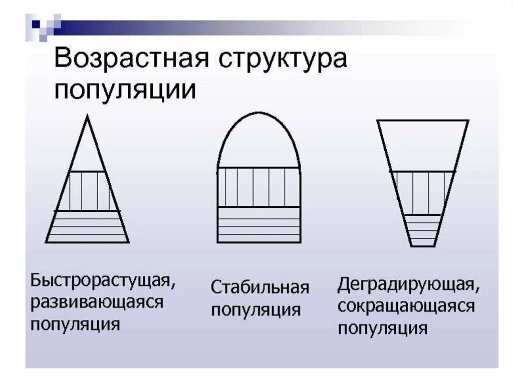 Возрастная структура популяции. Возрастной состав популяции. Структура популяции схема. Возрастная структура популяции структура.