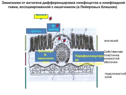 Пейеровы бляшки