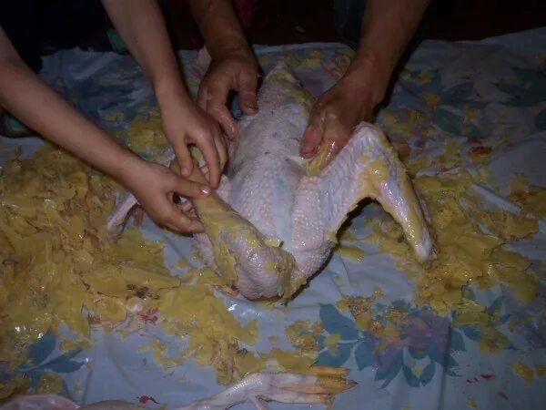 Как кур в ощип значение