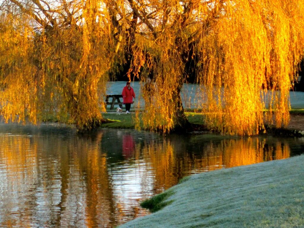 Ива белая (плакучая) (Salix alba) купить оптом в Ростове-на-Дону