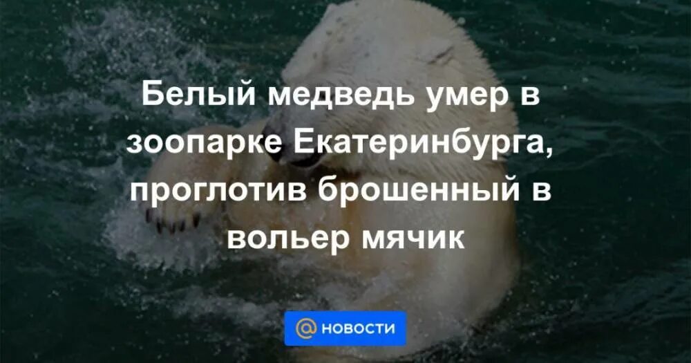 Новости про белых медведей погибают. Почему медведи умирают