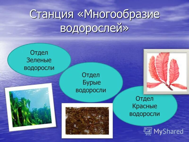4 отдела водорослей