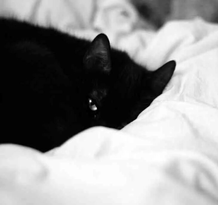 Чёрный кот. Черный кот на белой кровати. Кошечка черная. Киса ночью