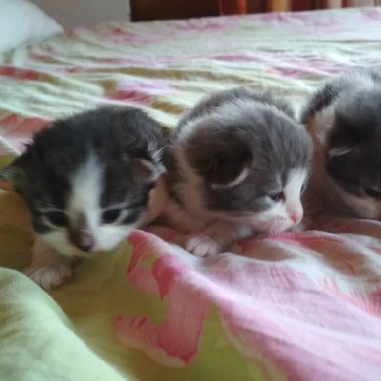 Череповец животные в добрые руки. Котята череповец. Возьму котенка в шахунье. Авито череповец животные. Авито череповец кошки.