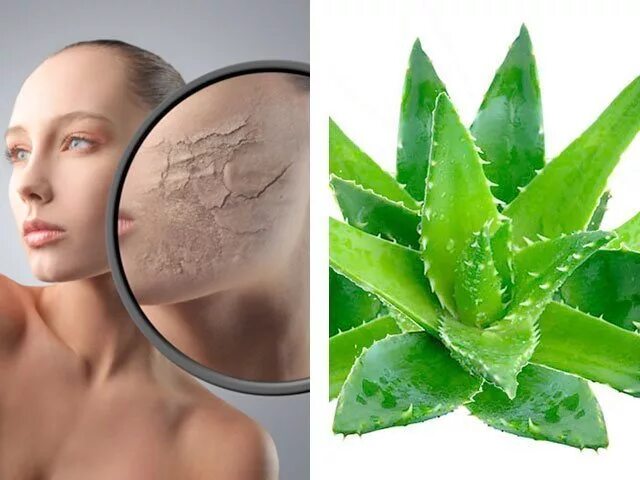 Aloe Vera маска. Маска из столетника для лица. Листья алоэ для лица. Как наносить алоэ