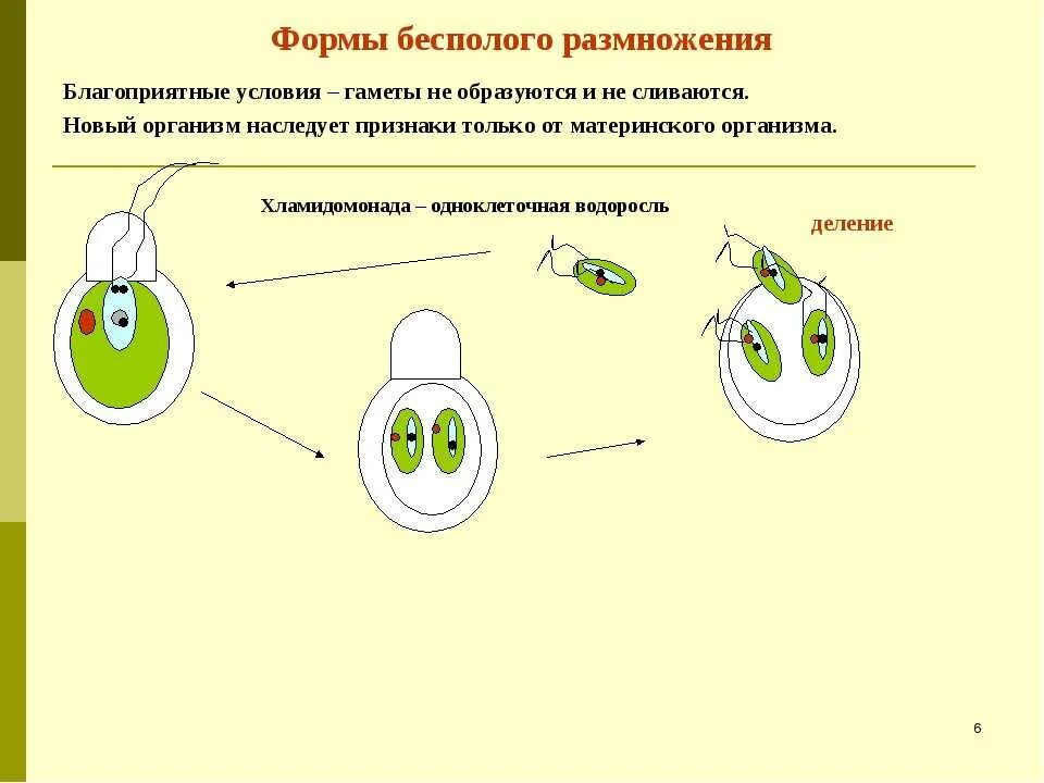 Какой способ размножения хламидомонады. Бесполое размножение хламидомонады схема с подписями. Размножение хламидомонады схема. Размножение хламидомонады схема 6 класс. Бесполое размножение хламидомонады.