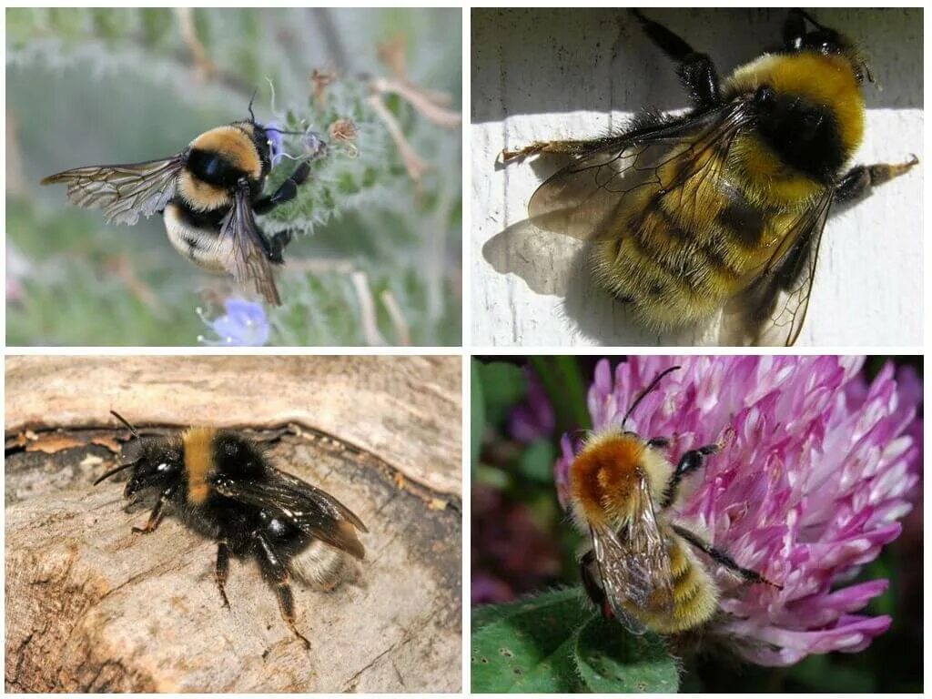 Шмель Моховой семейство настоящие пчелы. Шмель и шмелиха различия. Bombus vetustus. Шмель самка и самец.