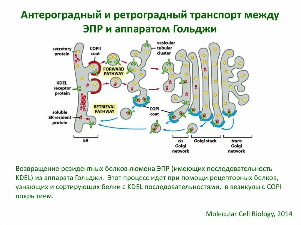 Эпс участвует в синтезе белков. Сортировка белков в аппарате Гольджи. Функции ЭПС И аппарата Гольджи. Транспорт белков в аппарат Гольджи. Антероградный и ретроградный транспорт.