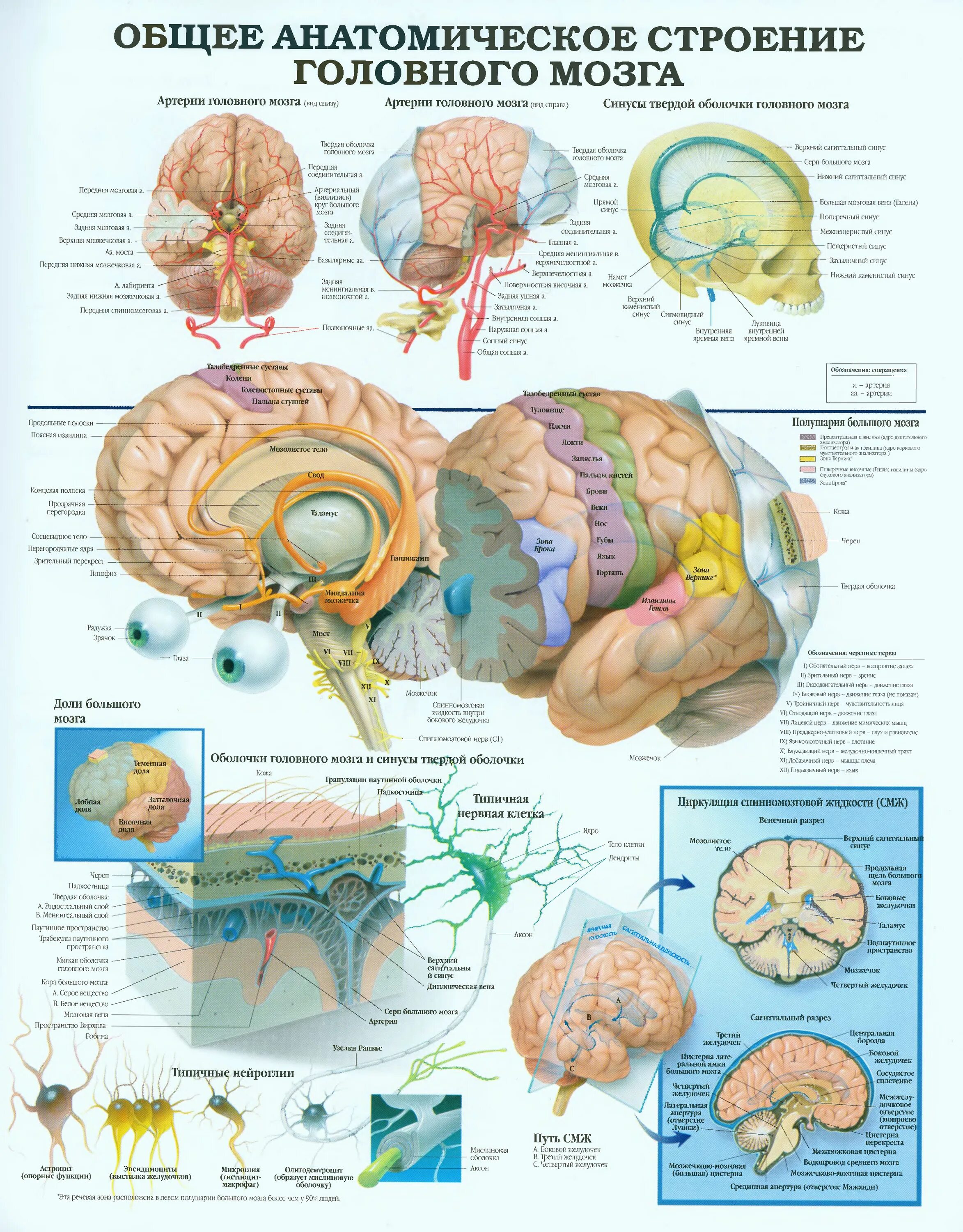 Типичный нервный. Головной мозг человека строение анатомия и физиология. Головной мозг строение атлас. Анатомия мозшачеловека атлас. Строение мозга человека атлас анатомия.