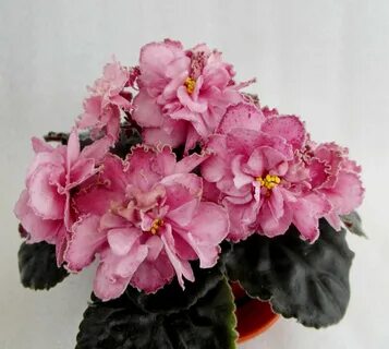 Фиалка коралловая мечта