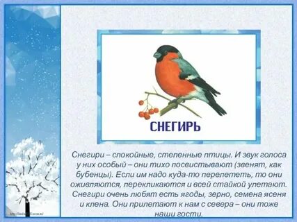 Сколько звуков в слове снегирь