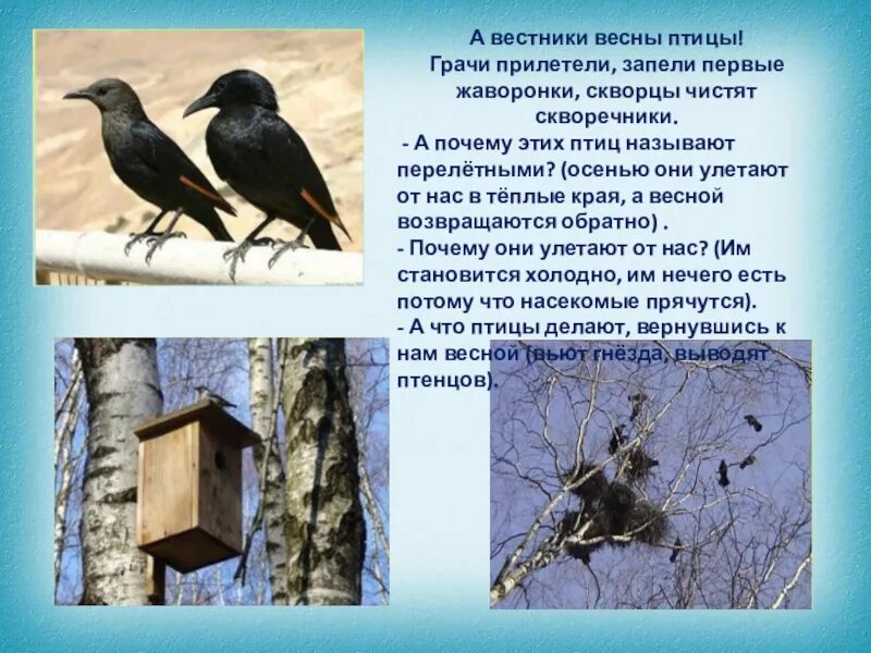 Птицы вестники весны. Птицы первые вестники весны для детей. Презентация весенние птицы.