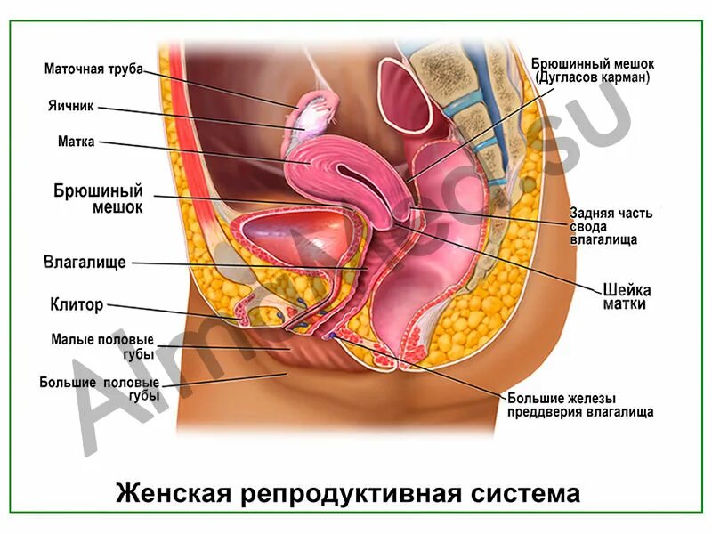 Матка маточная труба яичник анатомия. Женская половая/система строение. Строение женской вагины. Урок женского строения. Анатомия репродуктивной системы женщины.