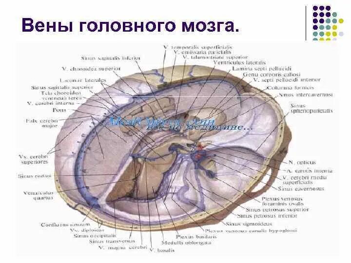 Верхние вены мозга. Синусы головного мозга анатомия. Верхняя анастамотическая Вена головного мозга. Поверхностные вены головного мозга анатомия. Синусы мозга большая мозговая Вена.