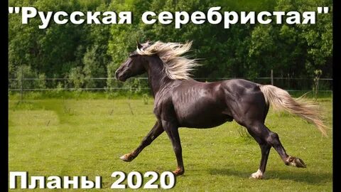 Веконь