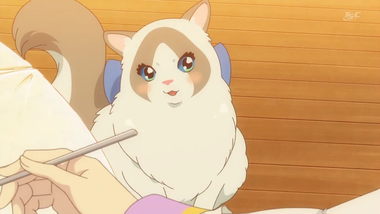 Kirara hoshi jujutsu. Кирара магическая битва манга. Кирара хоши магическая. Кирара хоши. Кирара jujutsu kaisen.