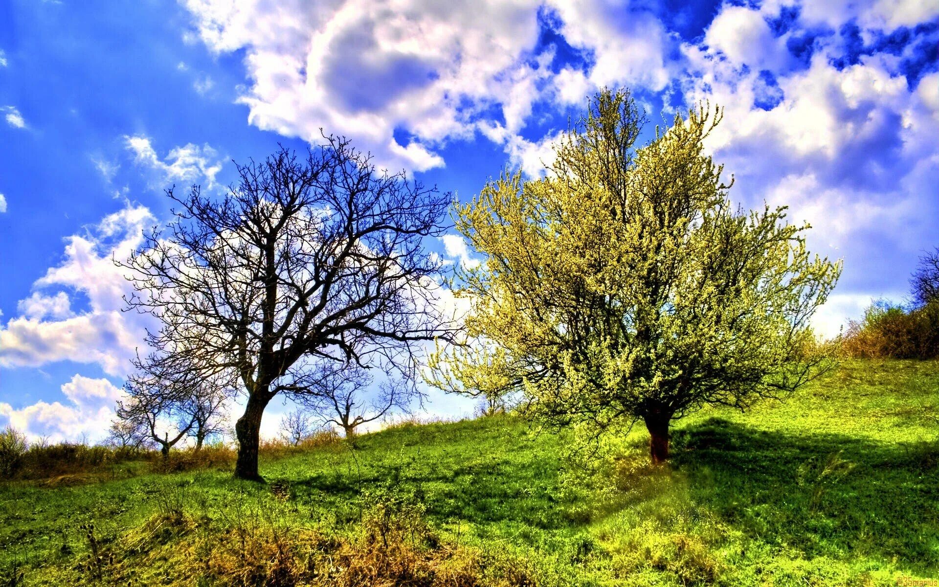 2 trees