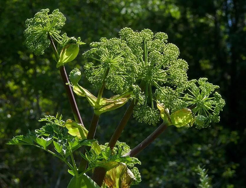 дягиль цветет. дудник растение. дягиль – archangelica officinalis. дягиль (ангелика). дягиль (ангелика).