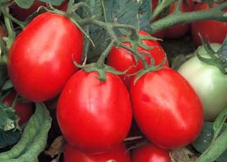 Малиновая кубышка. Кубышка сибирская томат. Томат кубышка гигантская гавриш. Томат малиновая кубышка 0,1г седек. Сорт томатов кубышка.