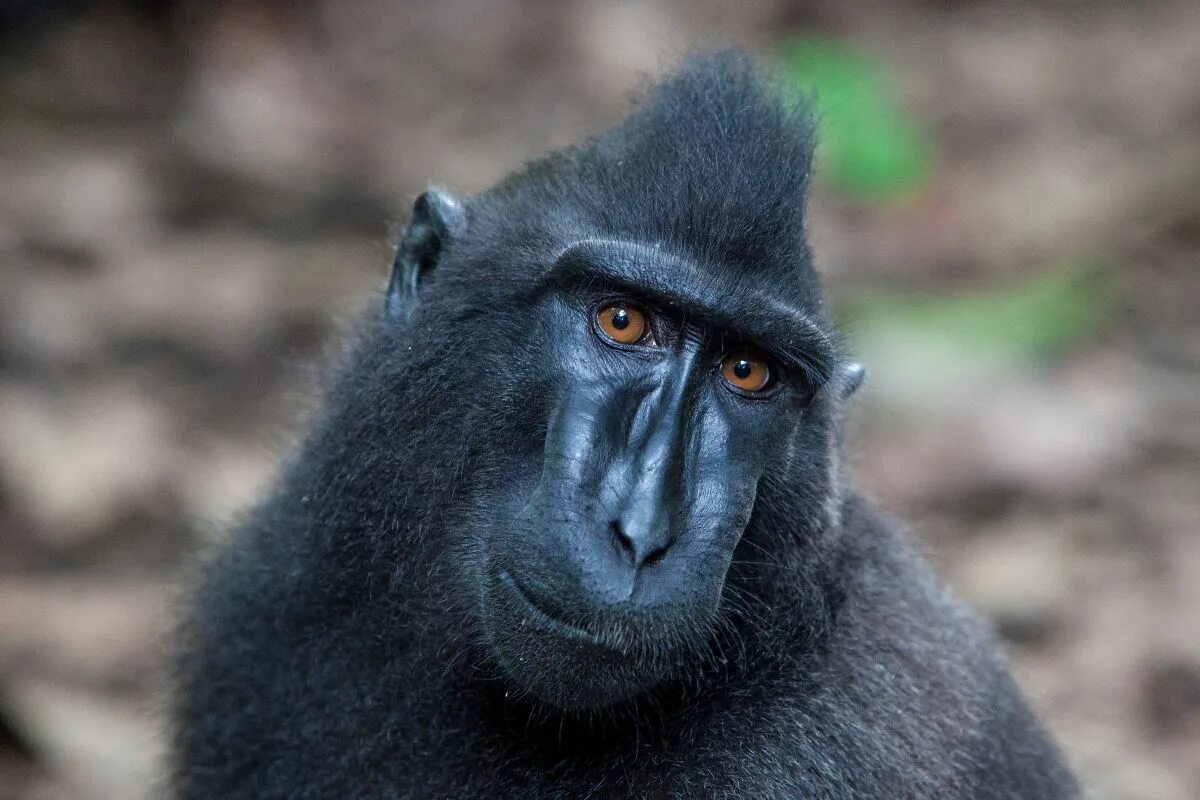 Белый бабуин. Черношапочный гиббон. Восточная равнинная горилла гориллы. Белобровый гиббон. Макака хохлатый павиан.