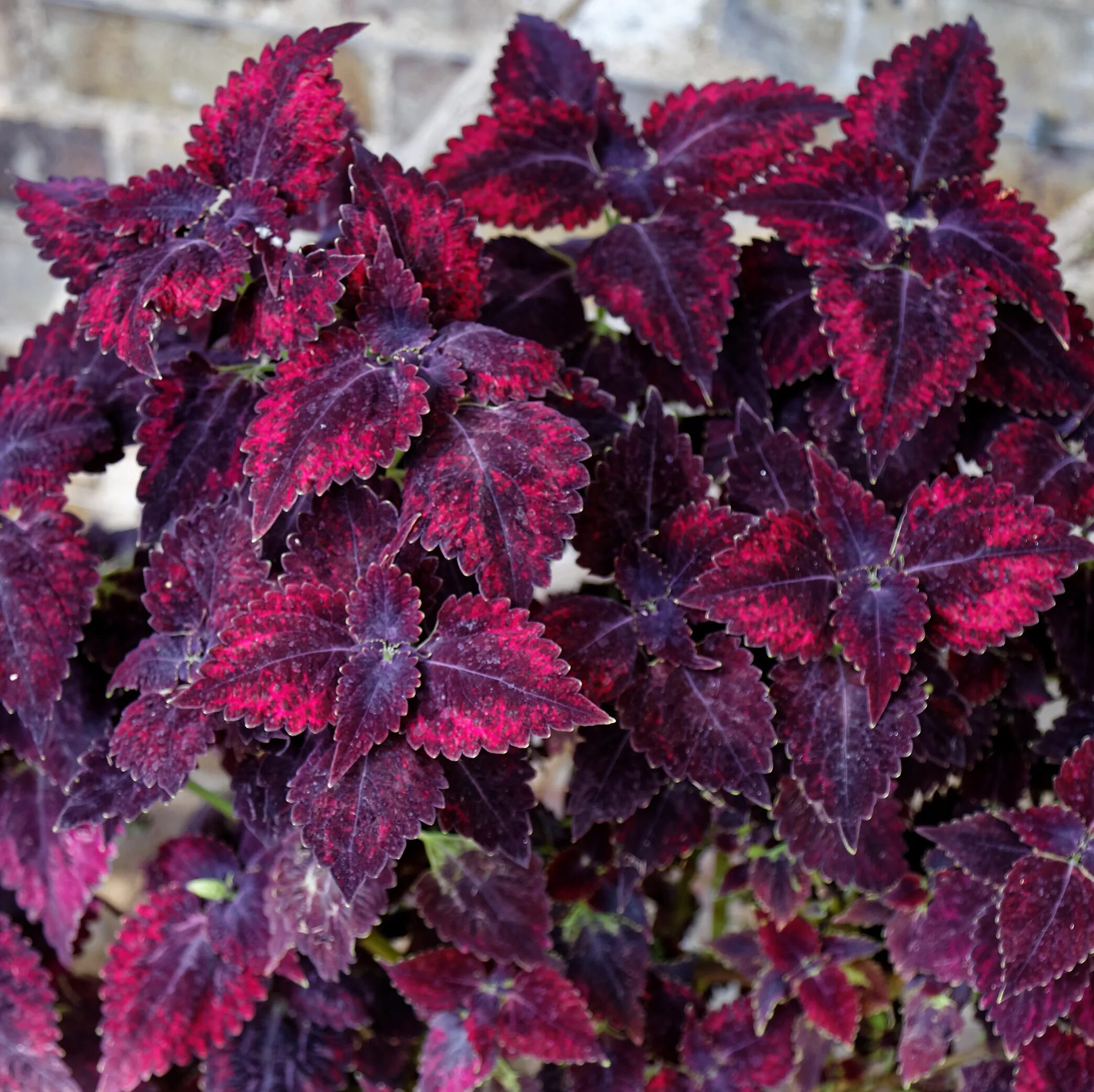 Колеус блэк бархатные ночи. Колеус блюме блэк дракон. Колеус бархат. Колеус дрэгон блэк. Колеус красный вельвет.