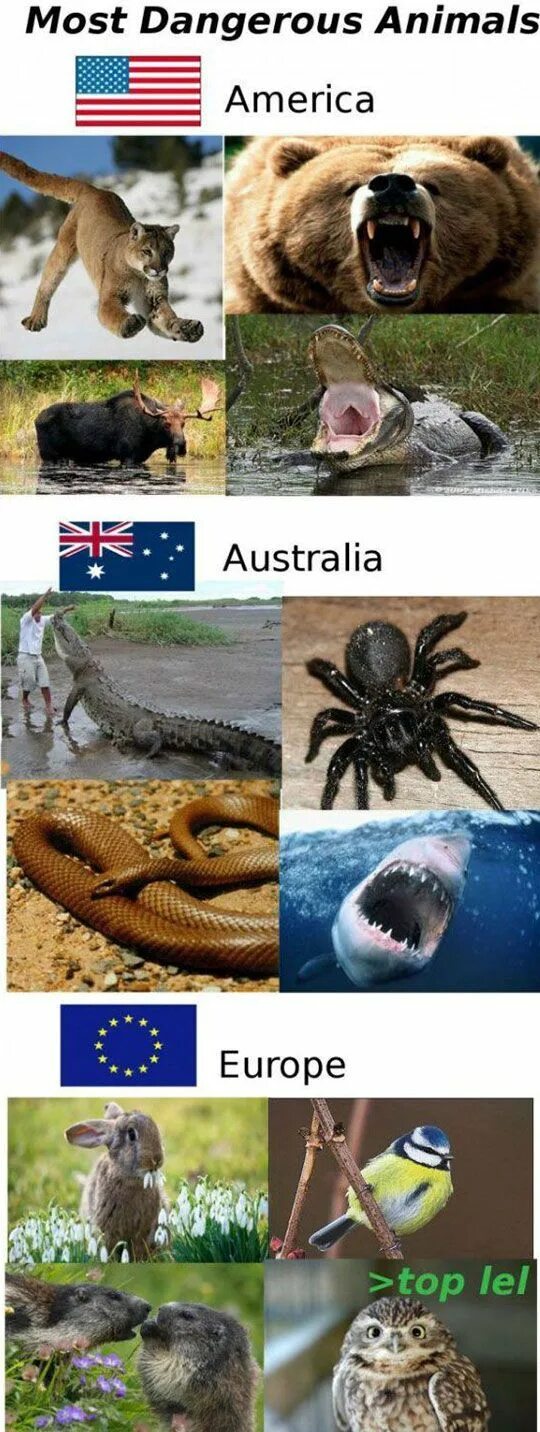 The most dangerous animal