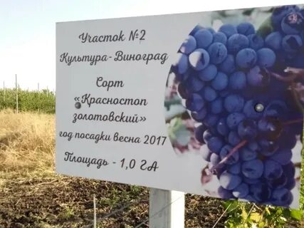 Карта виноград