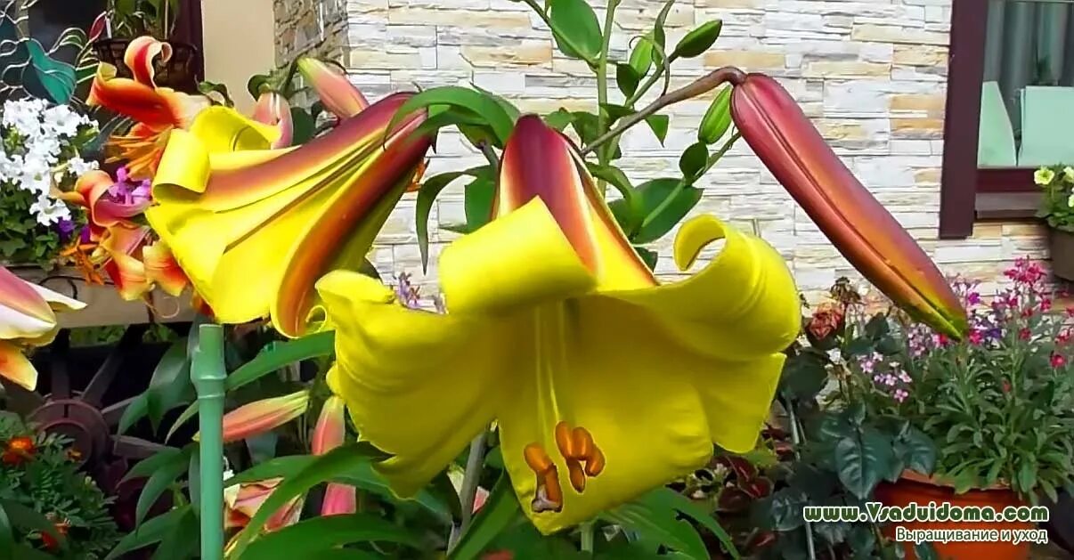 Scented Summer Gardens