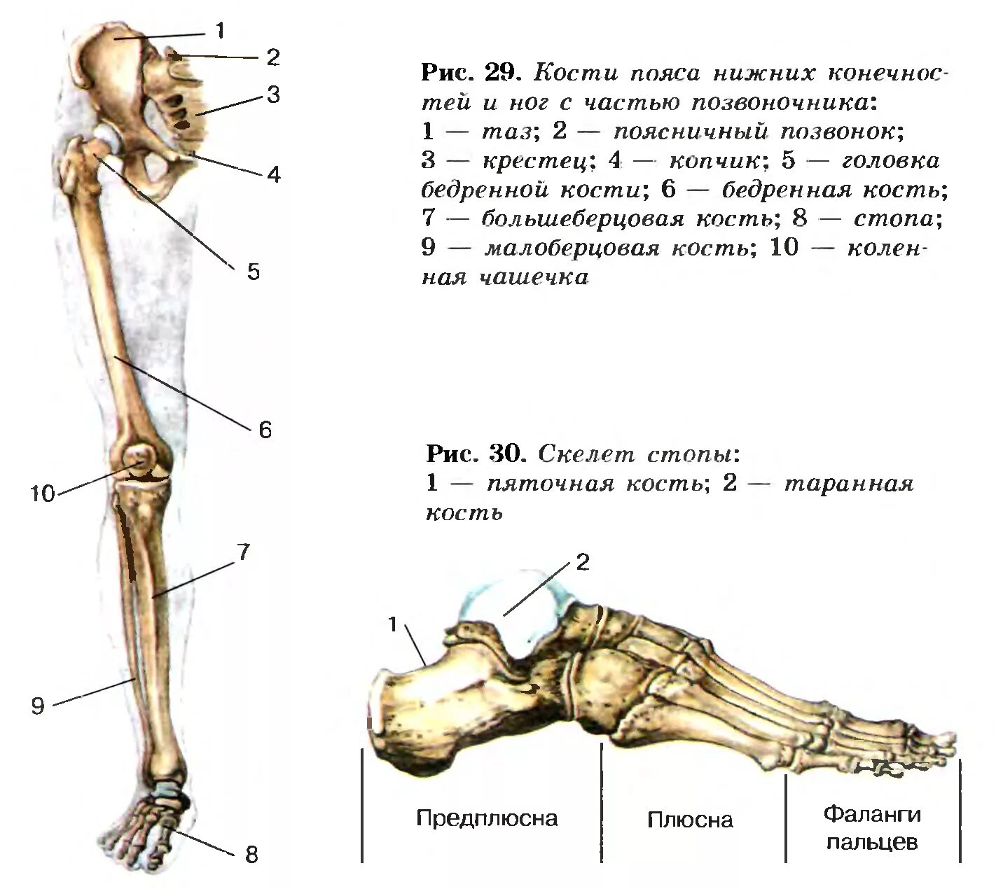 Стопа строение кости скелет. Строение костей нижней конечности анатомия. Строение скелета нижней конечности анатомия. Нижняя конечность кости ноги анатомия. Запястье голень и позвоночник