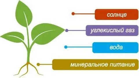 Вещества для минерального питания растения