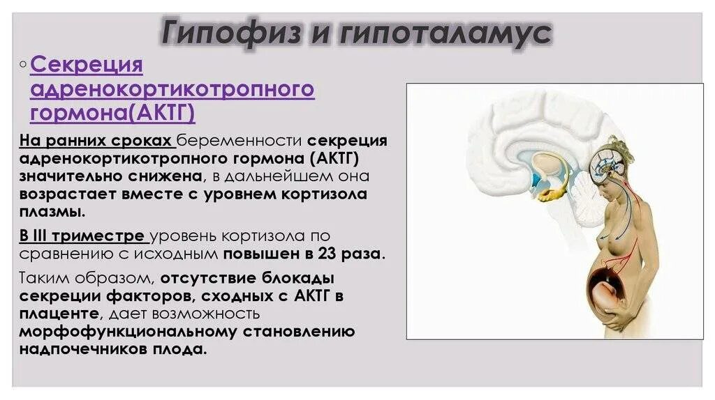 Пролактин для зачатия