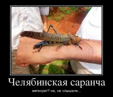 Челябинские пчелы