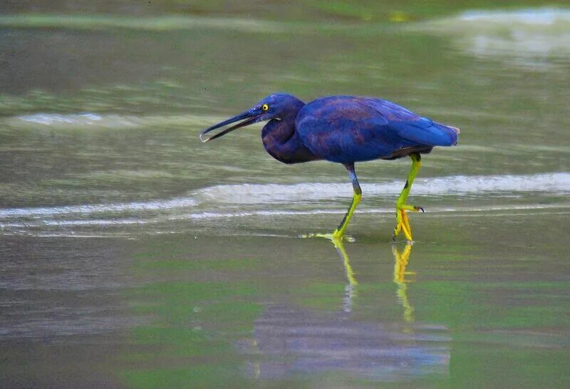 Голубая цапля саецм. Синяя цапля. Малая голубая цапля. Малая голубая цапля. Голубая цапля херон.