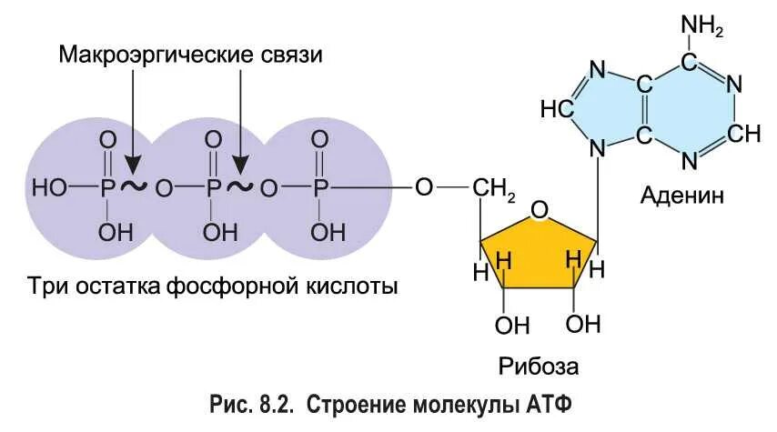 Строение АТФ макроэргические связи. Строение молекулы АТФ. Строение АТФ формула. АТФ молекула макроэргическая связь.