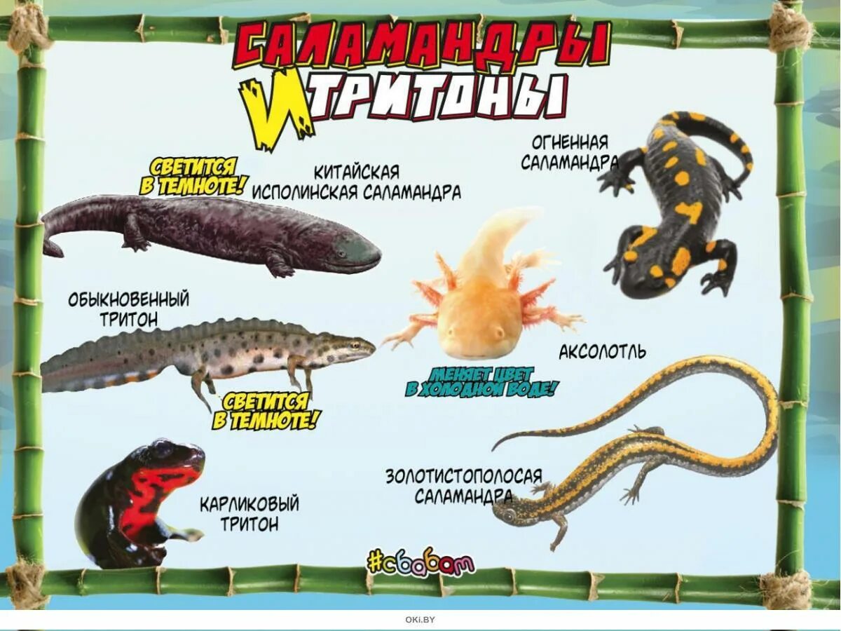 Обыкновенный тритон (triturus vulgaris). Тритон обыкновенный самка. Тритон обыкновенный размножение. Тритон или ящерица отличия. Тритон различие.