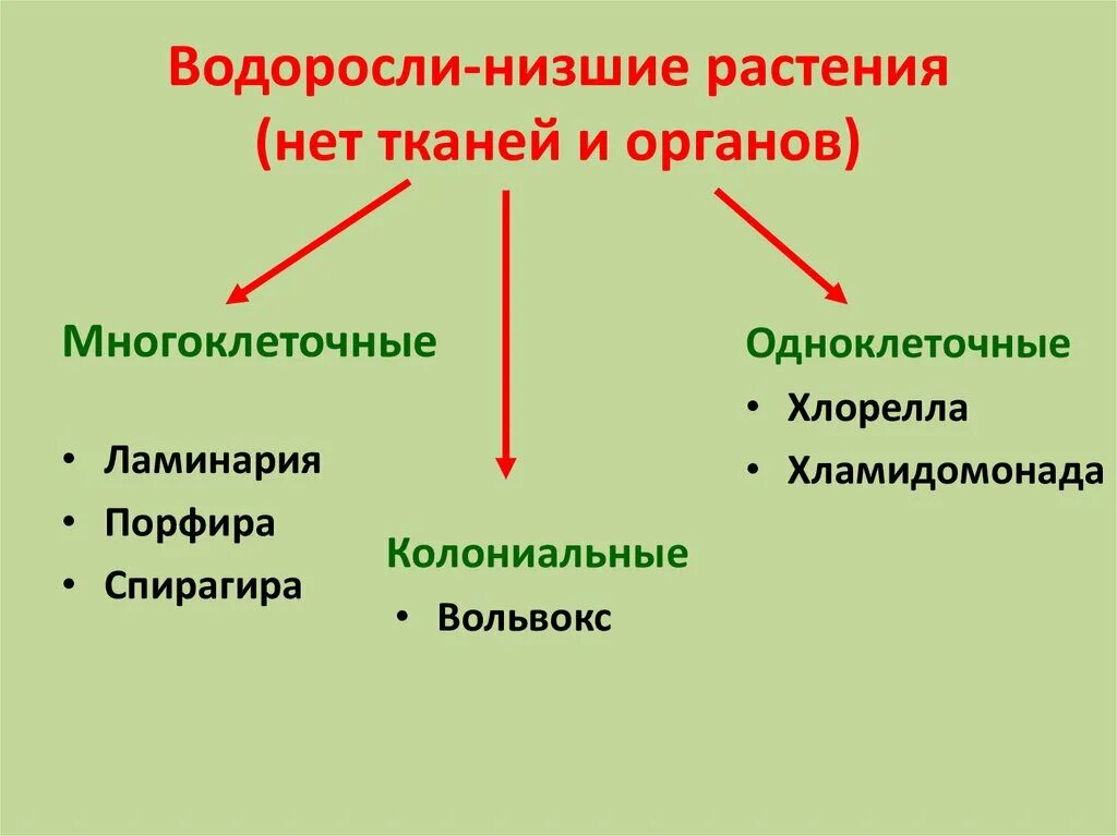 Низшие растения строение. Строение высших и низших растений. Водоросли низшие растения. Классификация низших растений.