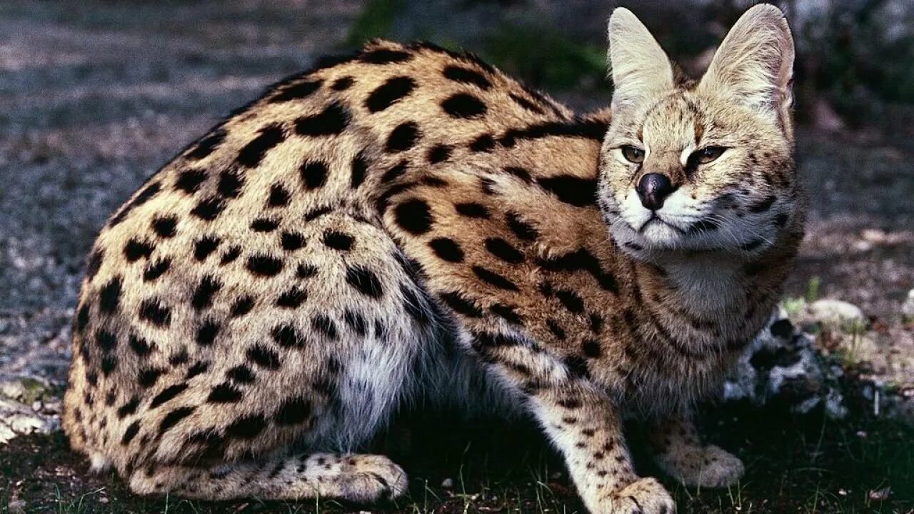 Африканский кот сервал. Сервал кустарниковая кошка. Каракал. Дикая ливийская кошка. Кустарниковая кошка 6.