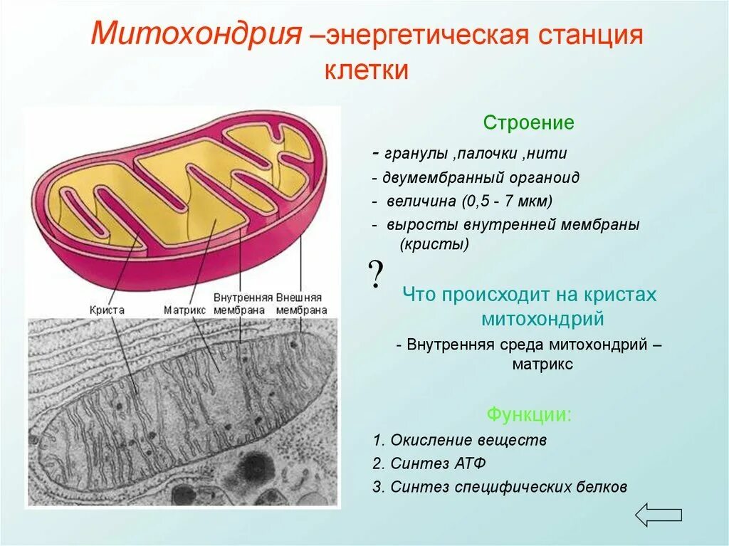 Митохондрии строение органоида. Клеточное дыхание митохондрии ЕГЭ. Орган Эллы энергетическая станция клетки. Строение митохондрии клетки. Описание строения митохондрии