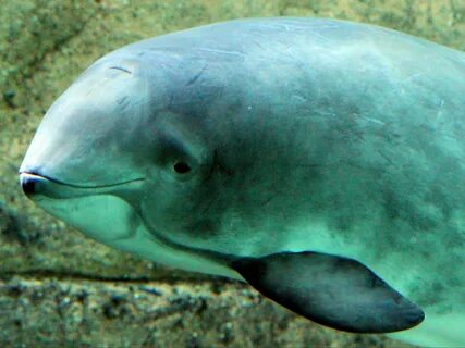 Животные азовского моря с эхолокацией