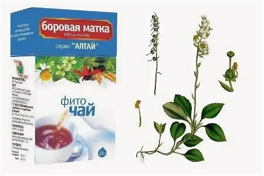 Как заваривать боровую матку. Как заваривать боровую матку