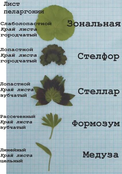 Описание листа пеларгонии. Строение листа пеларгонии. лист пеларгонии части листа. виды листьев герани. виды листьев у пеларгонии.