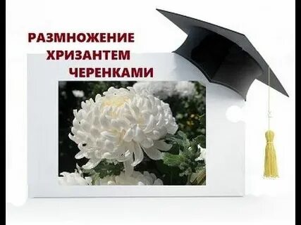 Можно ли укоренить черенок хризантемы