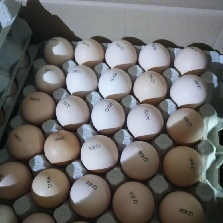 Купить бройлерные инкубационные яйца. Инкубационное яйцо бройлера Кобб 500. Инкубационное яйцо Кобб 500. Росс 308 яйцо. Инкубационное яйцо Росс 308.