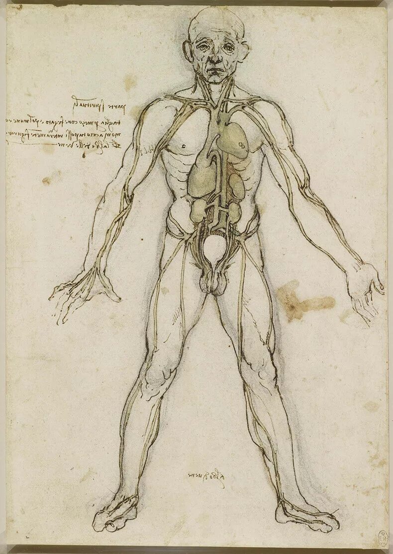 Анатомия картинки. Леонардо да Винчи анатомия человека. Анатомические рисунки Леонардо да Винчи. Леонардо да Винчи рисунки анатомия. Анатомические Наброски Леонардо да Винчи.