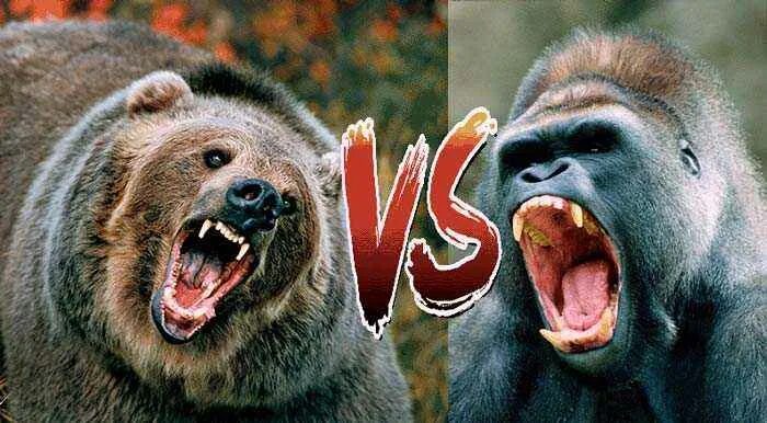 Кто сильнее медведь или горилла. Горилла или медведь. Горилла и медведь. Горилла vs медведь. Медведь против обезьяны.